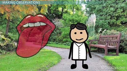 Scientific Method & Observation | Definition, Steps & Examples