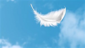 Feather, Bird, Falling Feather. Free Stock Video