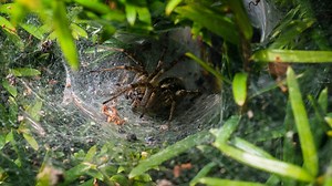 Australier sollen die giftigste Spinne der Welt jagen
