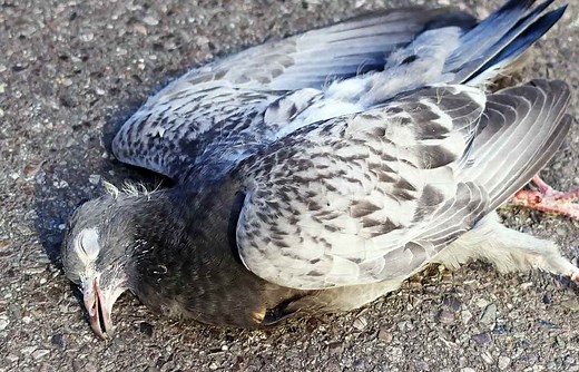 Dead Pigeon Spiritual Meaning: Omens, Symbols & Significance