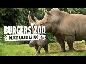Hoogtepunten | Burgers' Zoo Natuurlijk | Arnhem