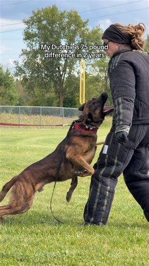 Sam Ferry on Instagram: "Crazy how hard maturity hit this dog #dutchshepherdsofinstagram #dutchie #knpvdutchshepherd #workingdogs #protectiondog #malinois #shepherds #dogtrainersofinstagram"