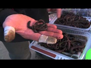 Visblad TV - vissen op tong, vanaf het strand