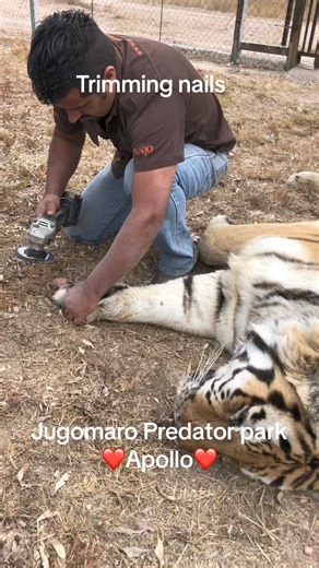 Dr John Van Zyl from VAALWATER came to dart Apollo today so we could trim his nails because they grow into his pads. Being an old tiger (21) - Polly is not so active anymore. Justin using a grinder as the nail clippers are not strong enough. | Jugomaro Predator Park SA 2.0