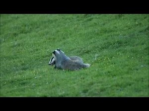 Playful Badger Cubs Roll Down Hill | Discover Wildlife | Robert E Fuller