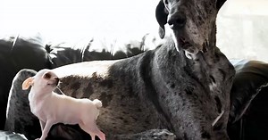 KIJK. Grootste hond ter wereld ontmoet allerkleinste