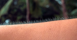 Waarom je kippenvel krijgt van mooie muziek