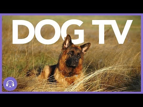Dog TV: Exciting Dog Entertainment Movie! (2019)