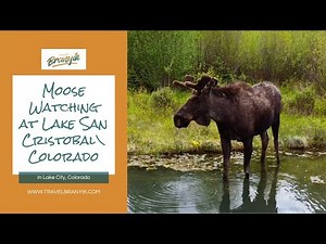 Watching Bull Moose at Lake San Cristobal in Lake City, Colorado