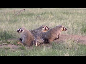 American Badger Family