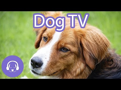 Dog TV: Interactive Video for Dogs | 12 Hours of Entertainment