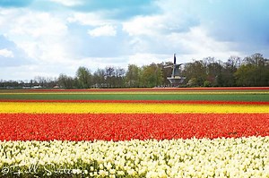 How to Visit Lisse Tulip Fields Near Amsterdam in 2026 (Insider's Guide)