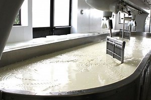 Manufacturing Gouda cheese