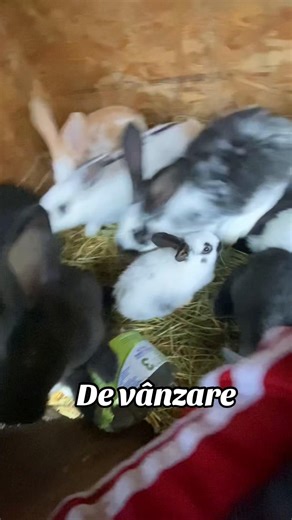 #iepuriderasă #iepurihycolefrancez #preturicorecte jud Ialomița sunt 26 de bucăți la alegere