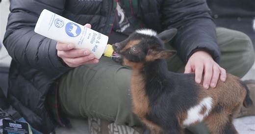 Denver Green School students meet baby goats