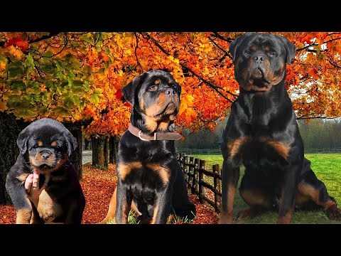 Watch Our Rottweiler Puppy Grow | Day 1 To 16 Months Old