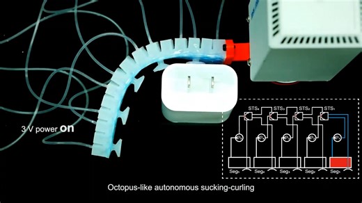 A new Science Robotics study describes soft robots with octopus-inspired embodied suction intelligence that enables them to curl around objects of unknown shapes or gauge the nature of their environment. https://scim.ag/43tmkZM | Science Robotics