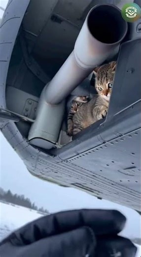 Mission: Rescue. Status: Complete. ✅