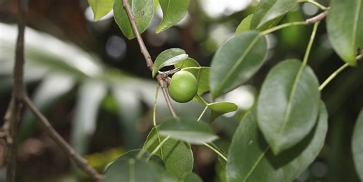 Dit is de giftigste boom ter wereld – en je vindt hem op populaire reisbestemmingen