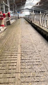 🌱🚜 Exploring Manure Management in Dutch Dairy Farms 🇳🇱🐄 Join me as I take you through the innovative manure management practices that Dutch farmers use to boost sustainability and efficiency on their dairy farms. From nutrient recycling to minimizing environmental impact, the Netherlands is leading the way in smart farming solutions. Let’s dive into how they’re turning waste into valuable resources! 🌍♻️ #SustainableFarming #ManureManagement #DutchFarming #DairyFarming #InnovativeAgricultur