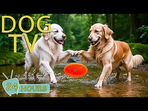 DOG TV: Best Videos Anti-Anxiety with Soothing Music for Dogs Home Alone - No-Stress Music for Dogs