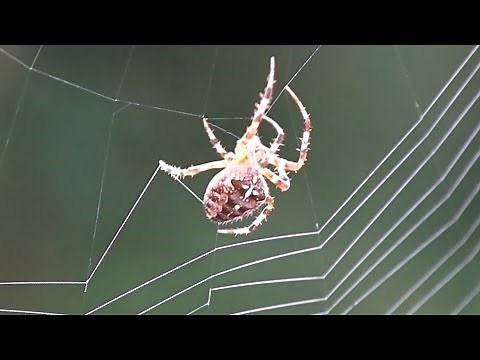 Spider Spinning Its Web - Close-Up