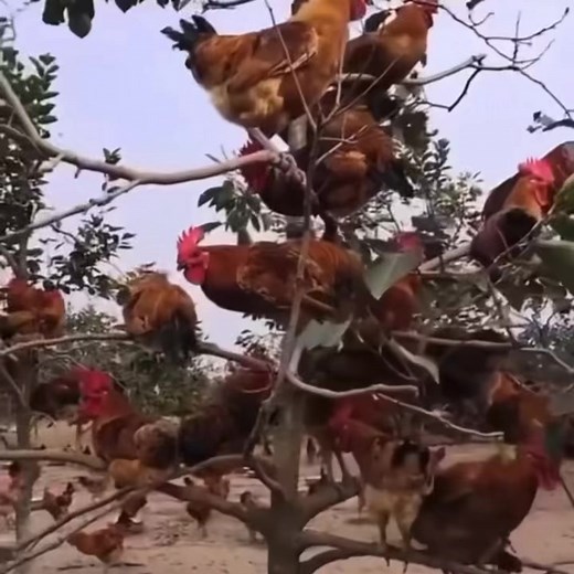 Nieuwe buren | Poar neem'n