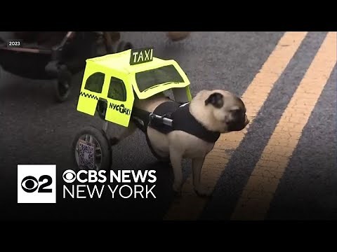 NYC's viral Halloween dog parade is back for 2025