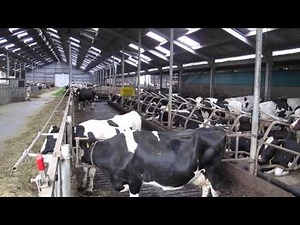 Dutch dairy farming