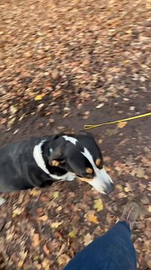 En zo gaan we van rustig wandelend , naar spelend naar koekjes zoeken in de bosjes om iemand met een hond te laten passeren zonder dat ze last van ons hebben ! | Shiva4Dogs