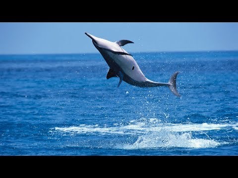 Why Do Spinner Dolphins Spin?