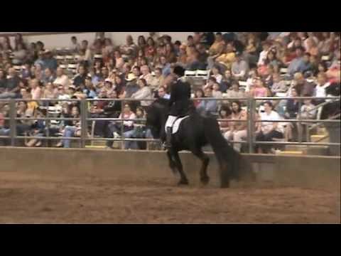 Friesian Stallion Frederik the Great Spectacular Dressage Performance