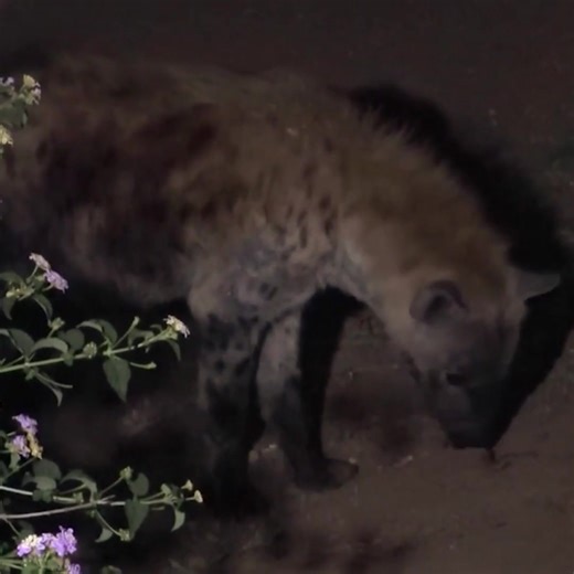 There is absolute trust | Best Documentary