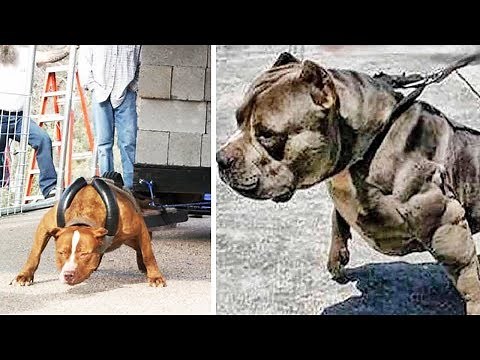 THE STRONGEST DOG BREEDS In The World