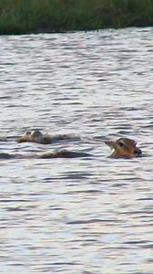 Crocodile Chases Down Impala - Anton van Loggerenberg | Latest Sightings - Kruger