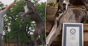 Deense dog Zeus (1,04 meter) is grootste hond ter wereld: “Als puppy was hij al enorm”