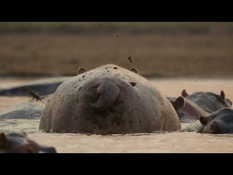 Underdogs | Official Teaser | National Geographic