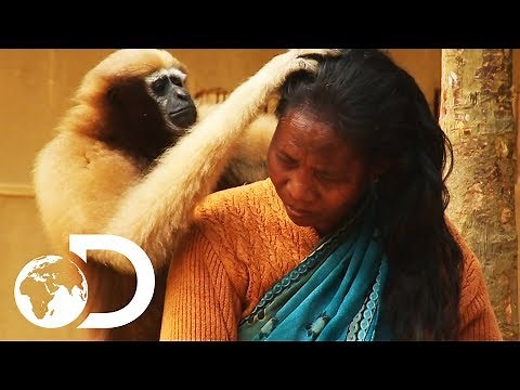 Adorable Ape Shares A Fascinating Relationship With Humans | Wild India