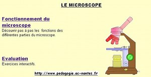 Utilisation du microscope optique en SVT