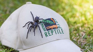 Gefährlicher Rekord-Fund: Giftigste Spinne der Welt entdeckt