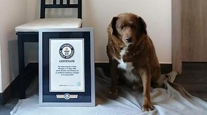 Nadat twijfels zijn gerezen: Guinness World Records onderzoekt leeftijd van “oudste hond ter wereld”