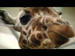 Nieuwe afleveringen van De Wereld van K3!