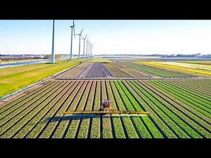 How the Dutch Revolutionized Global Agriculture