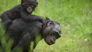 Apenheul is weer geopend! Van alle apen lijken bonobo's het meest op mensen. 🐵 Ontdek het zelf! Koop je kaartjes vooraf online! | Apenheul
