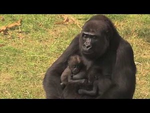 Een unieke gorillatweeling | Burgers' Zoo Natuurlijk | Arnhem
