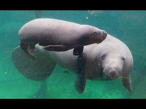 Manatee calf born in Burgers' Zoo!