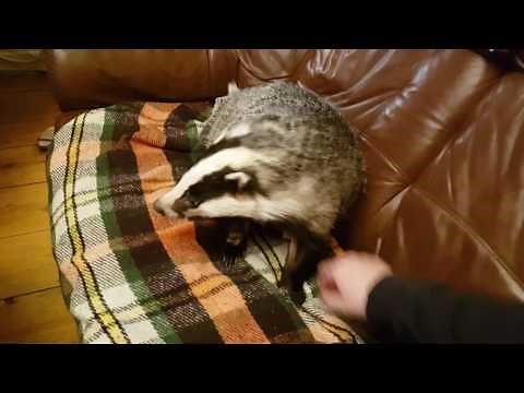 A Badger on the sofa!