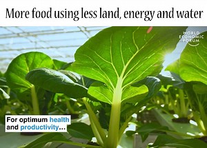 This pioneering Dutch farm has found clever ways to generate higher yields using less space and fewer inputs. They’re growing food that’s more sustainable and economical too. Despite being a small, densely populated country, the Netherlands is one of the world’s biggest vegetable exporters. As our demand for food increases, could this efficient approach help define the farms of the future? Video by World Economic Forum #lovethenetherlands 🇳🇱️🇳🇱️🇳🇱️ #1sttheworld | Love The Netherlands