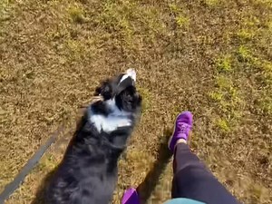Coco enjoyed her outing to the dog park the other day! She was a little growly at first, but with some space and using her obedience commands, she began to relax! We used scatter feeding to both create positive emotions for Coco and also to get her mind off of other dogs and onto something more productive! She did great for her first field trip! . . . . . #coco #miniaussie #prettygirl #Sassy #breakthroughk9training #btk9 #richmondvirginia #dogtraining | Breakthrough K9 Training