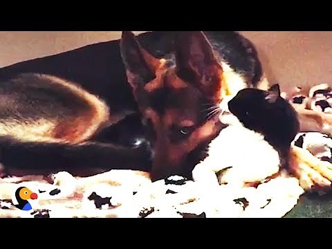 Cat Kisses Dog Goodnight | The Dodo